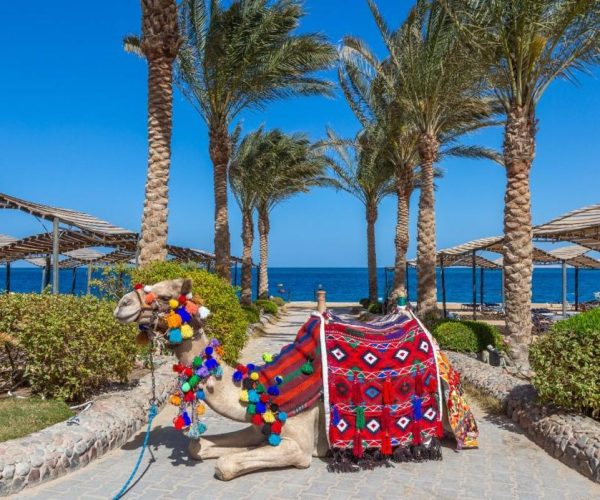 king tut resort in hurghada kameel die op het resort loopt en waar je op kan rijden tegen een kleine betaling